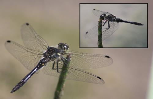 Réf. 211 762 : Sympetrum danae